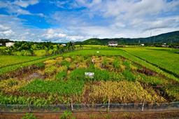 breeding for phosphorus efficient rice pstol1 philippines  2011 2-web